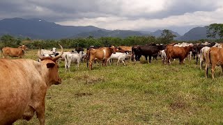 O VAI E VEM DO CARREIRO KARAOKÊ [upl. by Coffey]