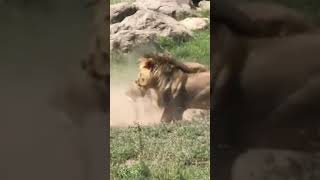 Lion lover shortvideo [upl. by Annwahs916]