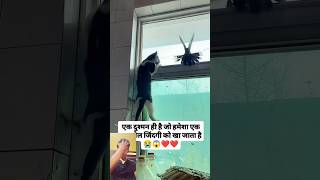 Video banane ke chakkar mein kabutar ko Marwa Dala pigeon viral new short video [upl. by Leola]