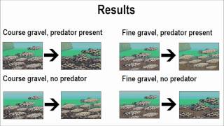 Expeiment For Evolution by Natural selection [upl. by Prevot]