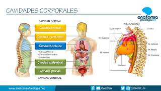 CAVIDADES CORPORALES  Resúmenes de Anatomía y Fisiología [upl. by Rissa121]