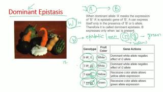 Epistasis types  dominant recessive double dominant dominant recessive epistasis [upl. by Windzer]