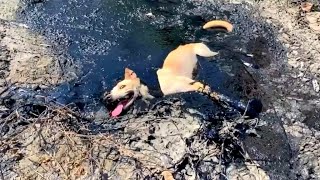 Dog Rescued From Tar Pit [upl. by Alla]