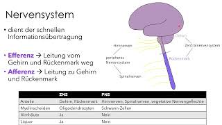 Nervensystem  Einführung für Biologie und Medizin [upl. by Marcoux245]