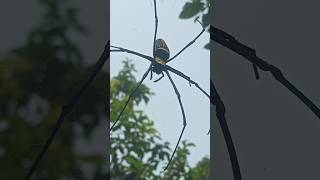 Giant Spider shortspider huntsmanspider [upl. by Kroll]