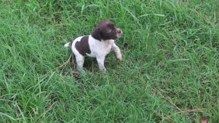 4 week old Braque Francais puppy [upl. by Hunsinger]