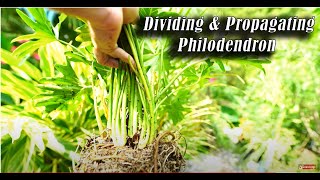 How to Divide Philodendron bipinnatifidum PropagatingDividing Philodendrons [upl. by Llemart]