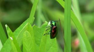 Dogbane beetle cleans latex sap from mouth [upl. by Duma]