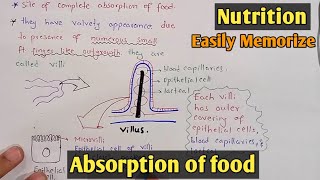 Absorption of food in small intestine  Villi  Class 11 Biology [upl. by Publias608]