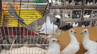 Rynek Targ Łomża 🕊🐇🦆🦃🐓🐦 gołębie króliki bażanty i inne ptaki Nowe Miejsce [upl. by Anigue]