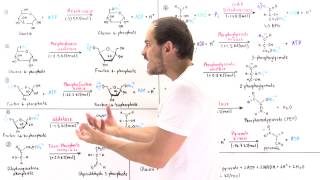 Overview of Glycolysis [upl. by Olga]