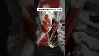 Pain in the temporomandibular joint TMJ can be caused by various factors anatomy [upl. by Earahc]