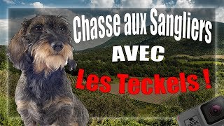 Chasse aux sangliers avec les teckels [upl. by Gretal]