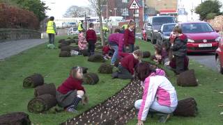 Crocus Planting [upl. by Kcirdes]