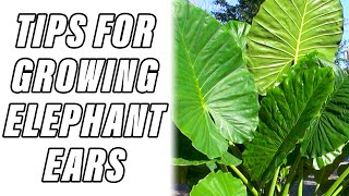 🌴 TIPS FOR GROWING ELEPHANT EARS IN POTS 🐘🐘🐘 [upl. by Mashe]