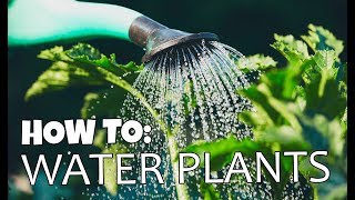 🌱🌿💧 How to Water Plants Montys Gardening Tips  Gardeners World 2020 [upl. by Asillim738]