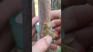 Bud grafting technology plants grafting tree graft nature farming fruittrees yt [upl. by Anyak]