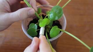 Pilea Peperomioides Pup Pruning ComPILEAtion [upl. by Perlis432]