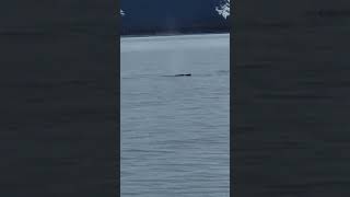 More Whale Watching at Kenai Fjords Seward Alaska April 25th 2024 [upl. by Burkle535]