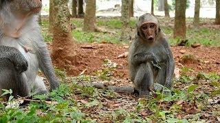 Poor little Julina monkey crying for milk and grooming  Julina angry mum reject her begging [upl. by Noyrb]