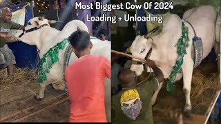 MOST BIGGEST COW OF THE SEASON 2024 LOADINGUNLOADING FROM PATHAN CATTLE FARM  Kolkata Cow 2024 [upl. by Noni]