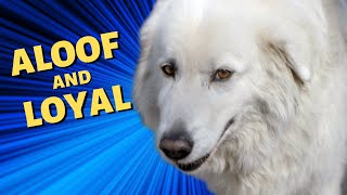 Archie the Maremma  Aloof and Loyal  Told by Sarah [upl. by Christoph926]