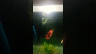 Silver Arowana with Tank mates shorts fish reels [upl. by Savart]