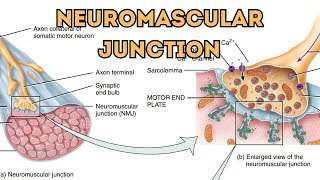 Neuromuscular JunctionHow Motor Neurons Connect to Muscle Fibers NeuromuscularJunctionMotorNeuron [upl. by Macdermot]