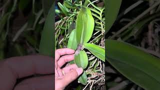 Lộc từ rừng Núi Chúa Ninh Thuậnplants orchid [upl. by Pablo]