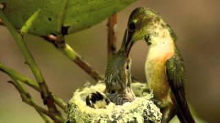 Mother and Baby Hummingbirds in Nest from Hatch to Fledge [upl. by Jollanta]