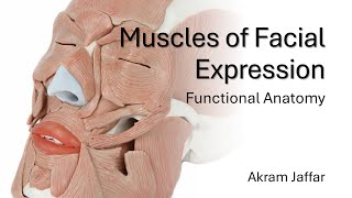 Muscles of Facial Expression  Functional Anatomy [upl. by Eydie]