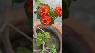 Lantana beautiful flower flowers garden youtubeshorts [upl. by Eniamrahs770]