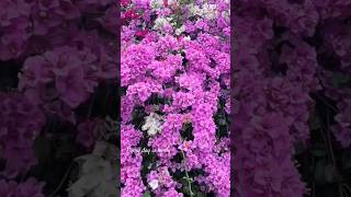 Beautiful Bougainvilleas in Various Colors flowers farmer planting [upl. by Gunzburg]