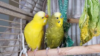 3 Hr Happy Parakeets Singing Eating Playing Budgies Chirping Reduce Stress of lonely Birds Videos [upl. by Sharai]