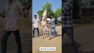 Badshah arabianhorse horse pushkarmelafair horseriding pushkarfair horseracing pushkarmela [upl. by Violeta]