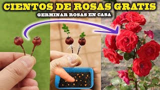 GERMINAR ROSAS tendrás CIENTOS DE ROSAS en casa es MUY FÁCIL Reproducir Rosal [upl. by Asserac]