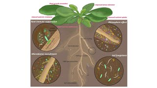 Animasi Mikroba Endovit  Hubungan TanamanRhizobakteriMikoriza  Simbiosis Mutualisme [upl. by Winograd]