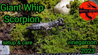 vinegaroon setup and care  Giant whip scorpionMastigoproctus giganteus Vinegaroon [upl. by Htebazie975]