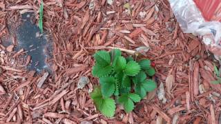 First Quinault Strawberries [upl. by Innig]