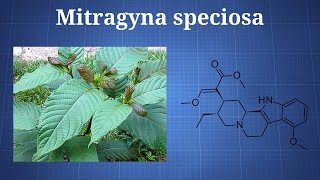 Kratom Mitragyna Speciosa What You Need To Know [upl. by Enoj824]