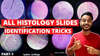 all histology slide identification tricks  how to identify histology slides  easy histology viva [upl. by Bovill]