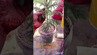 Christmas tree added my terrace garden how to care Christmas treeyoutubeshorts gardening youtub [upl. by Haseena686]