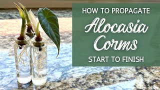 StepByStep BEST Way to Propagate Alocasia from Corms  Propagating Alocasia Bulbs Corms [upl. by Anivle]