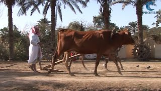 Pharaonic Village  جولة داخل القرية الفرعونية [upl. by Aneev]