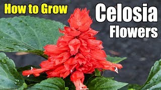 How to Grow Celosia Annual Flowers  Gardening story [upl. by Neala839]