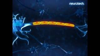 Basics 3 Schwann Cells neurotech [upl. by Anyek]