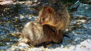 Quokka at Rottnest Island Australia [upl. by Inoliel]