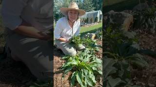 Harvesting comfrey garden herbgarden gardening growyourownfood comfrey [upl. by Aronoff]