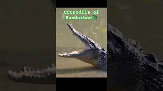 Crocodile 🐊 of Sundarban shorts youtubeshorts Samarpan5555 [upl. by Yllatan]