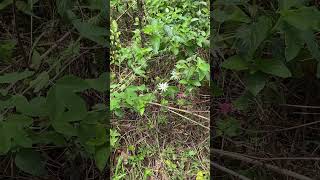 Australian native passionfruit Passiflora herbertiana at Newell Falls Waterfall Way [upl. by Renaldo]